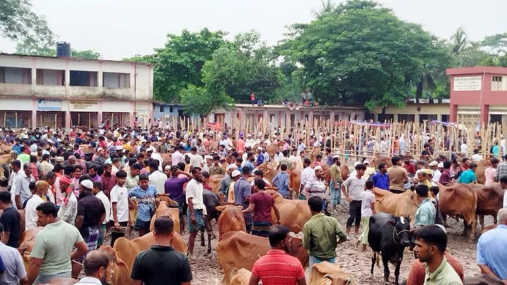 স্কুলের পাঠদান বন্ধ রেখে চলছে পশুর-হাট, ম্যাজিস্ট্রেটকে হাট অপসারণে বাধা যুবদল নেতার